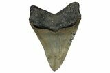 Serrated, Fossil Megalodon Tooth - North Carolina #355837-2